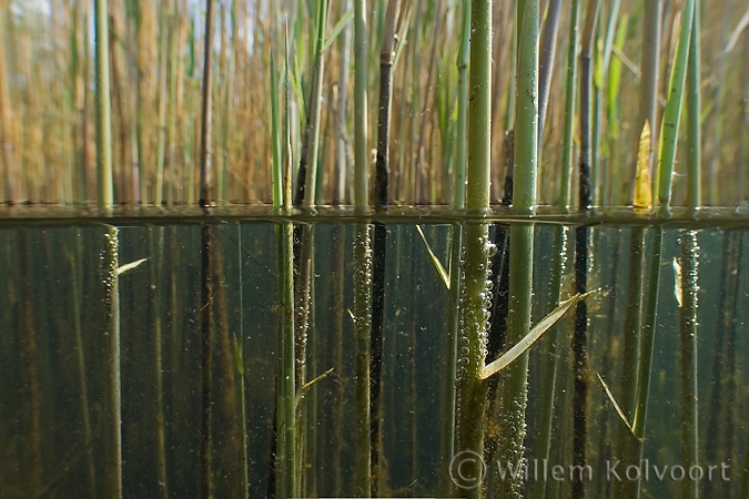 Riet ( Phragmites australis ).