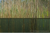 Common Reed ( Phragmites australis )
