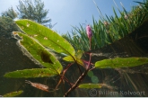 Water Knotweed ( Persicaria amphibia )