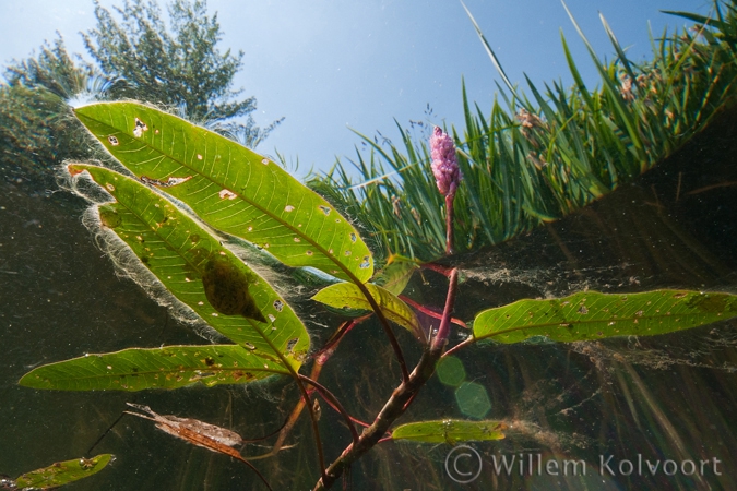 Water Knotweed ( Persicaria amphibia )
