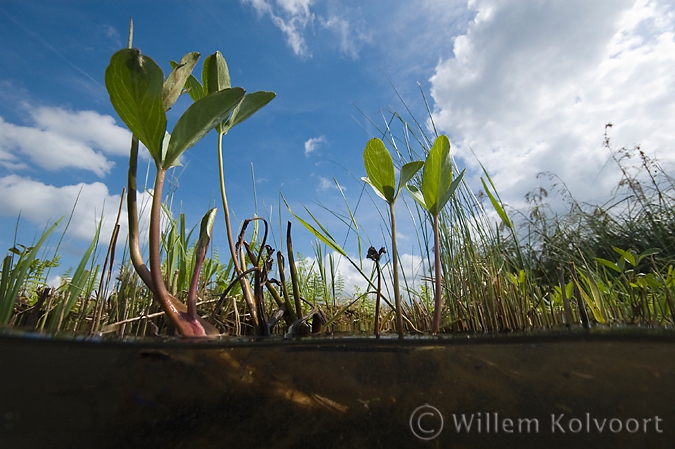 Waterdrieblad ( Menyanthes trifoliata ).