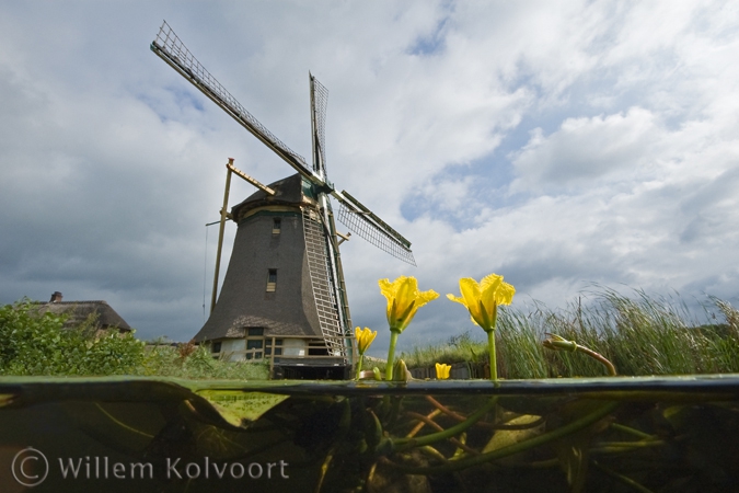 Watergentiaan ( Nymphoides peltata ) bij de molen.