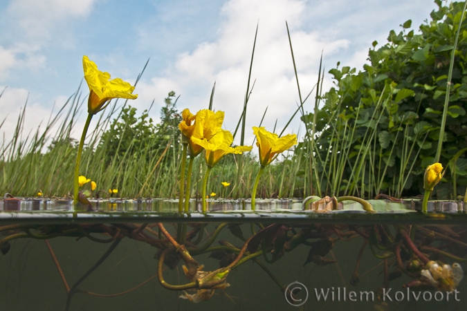 Watergentiaan ( Nymphoides peltata ) .