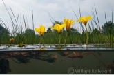 Fringed Water-lily ( Nymphoides peltata ) 