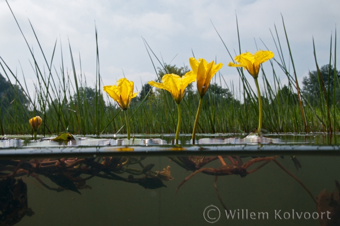 Fringed Water-lily ( Nymphoides peltata ) 