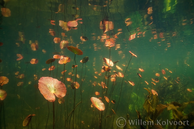 Fringed Water-lily ( Nymphoides peltata ) 