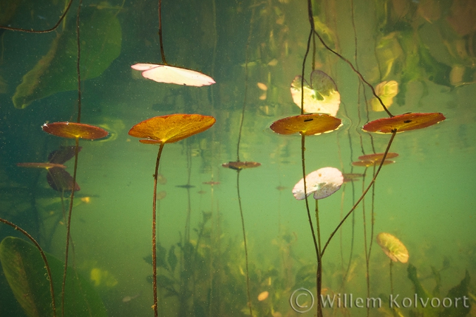 Fringed Water-lily ( Nymphoides peltata ) 