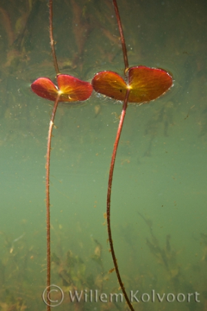 Watergentiaan ( Nymphoides peltata ) .