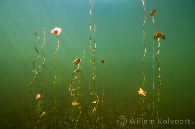 Fringed Water-lily ( Nymphoides peltata ) 