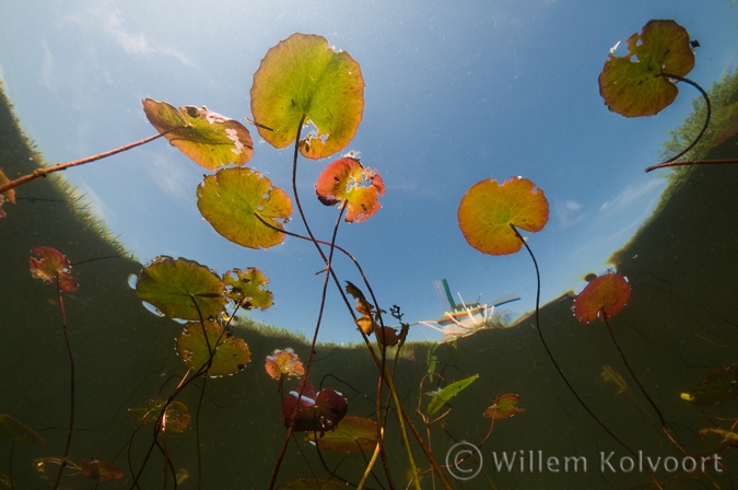 Fringed Water-lily ( Nymphoides peltata ) and mill