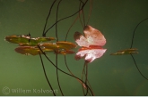 Watergentiaan ( Nymphoides peltata ). 