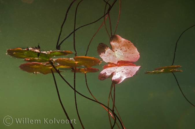 Watergentiaan ( Nymphoides peltata ). 