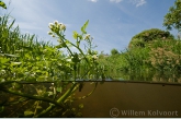  One-rowed Watercress ( Rorippa microphylla )