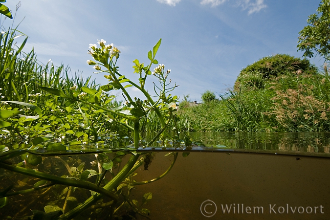 Slanke waterkers ( Rorippa microphylla ).