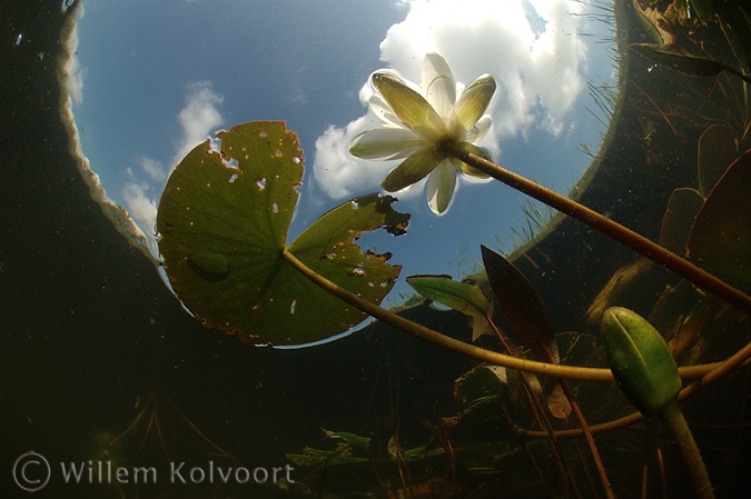 Waterlelie ( Nymphaea alba ). 