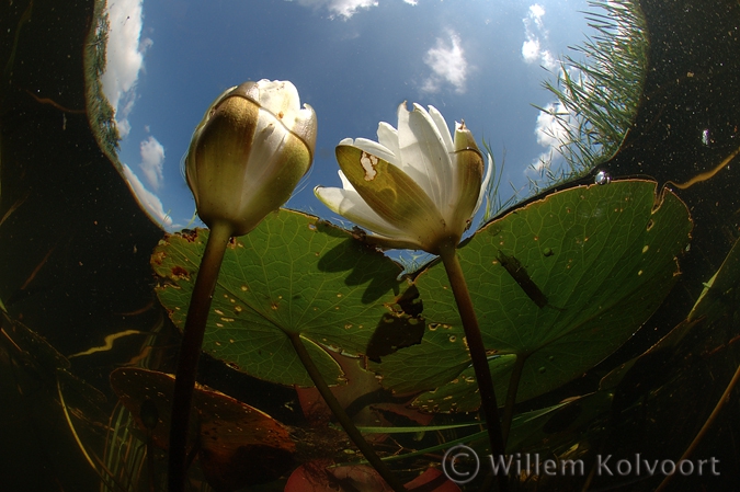 Waterlelie ( Nymphaea alba ). 