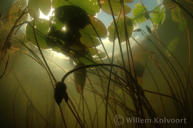 Onder de waterlelies ( Nymphaea alba ).