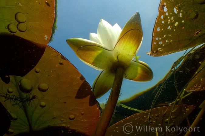 White Water-lily ( Nymphaea alba ) 