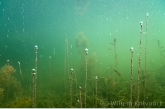 Waterweed ( Elodea nuttallii ) with oxygen bubbles