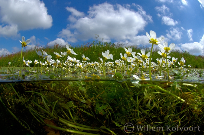 Common Water-crowfoot  ( Ranunculus aquatilis )