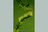 Perfoliate pondweed ( Potamogeton perfoliatus )