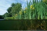 Gele lis ( Iris pseudacorus ).