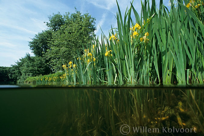 Gele lis ( Iris pseudacorus ).