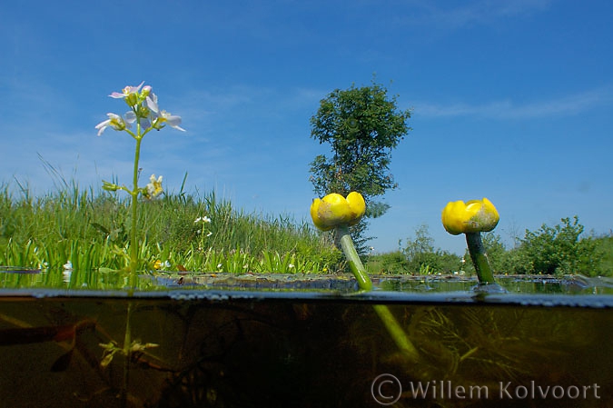 Gele plomp ( Nuphar lutea ) en waterviolier ( Hottonia palustris ).