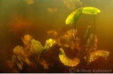 Yellow water-lily ( Nuphar lutea )