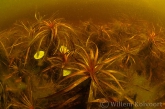 Water soldier ( Stratiotes aloides )