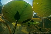 Onder de waterlelies ( Nymphaea alba ).