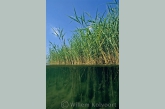 Common Reed ( Phragmites australis )