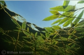 Water knotweed ( Persicaria amphibia )