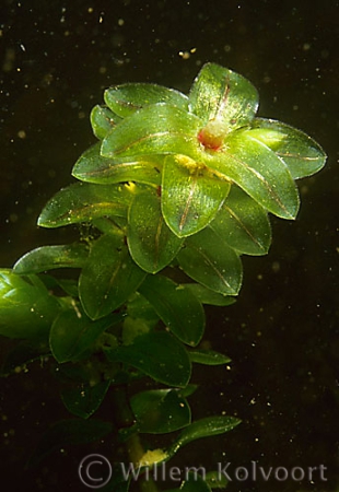 Waterweed ( Elodea canadensis ) 