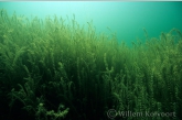 Waterweed ( Elodea nuttallii ) 