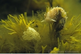 Common grey sea slug ( Aeolidia papillosa ) with eggs