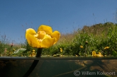 Gele plomp (Nuphar lutea) in het Gasterensche Diep.
