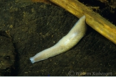 Melkwitte platworm ( Dendrocoelum lacteum ).
