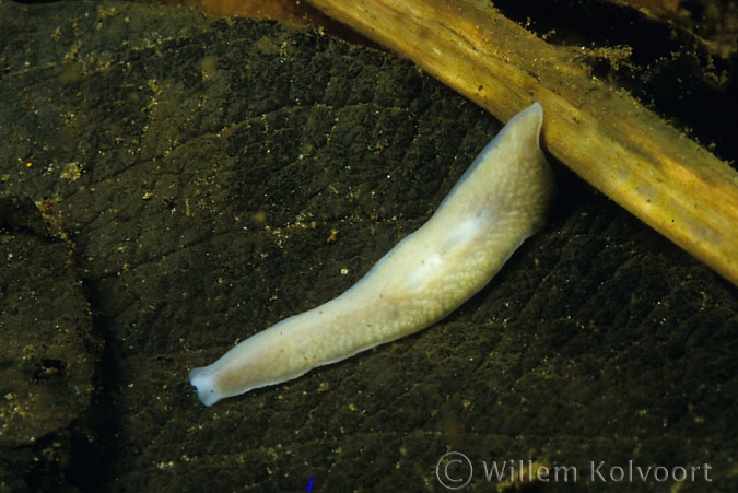 White Flatworm ( Dendrocoelum lacteum )