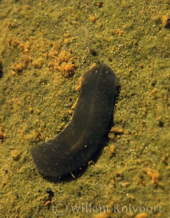 Flatworm ( Dugesia lugubris )