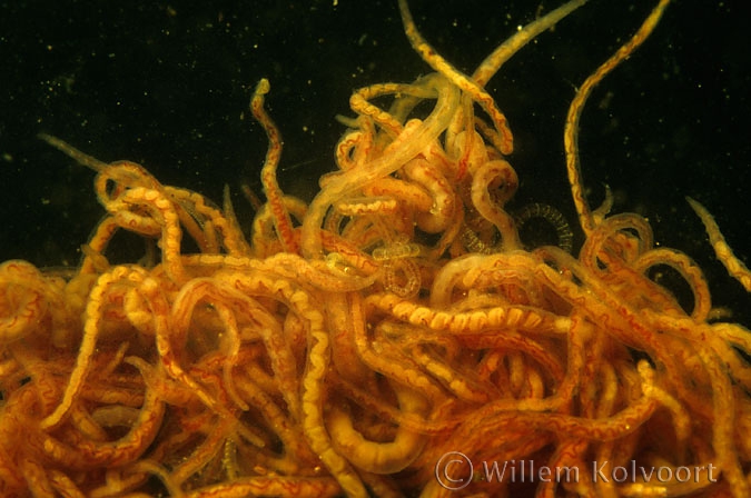 Sludge Worms ( Tubifex rivilorum )