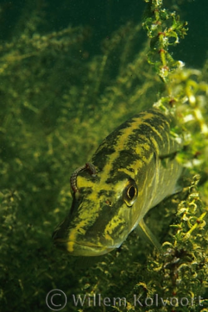 Fish Leech ( Piscicola geometra ) on a little Pike
